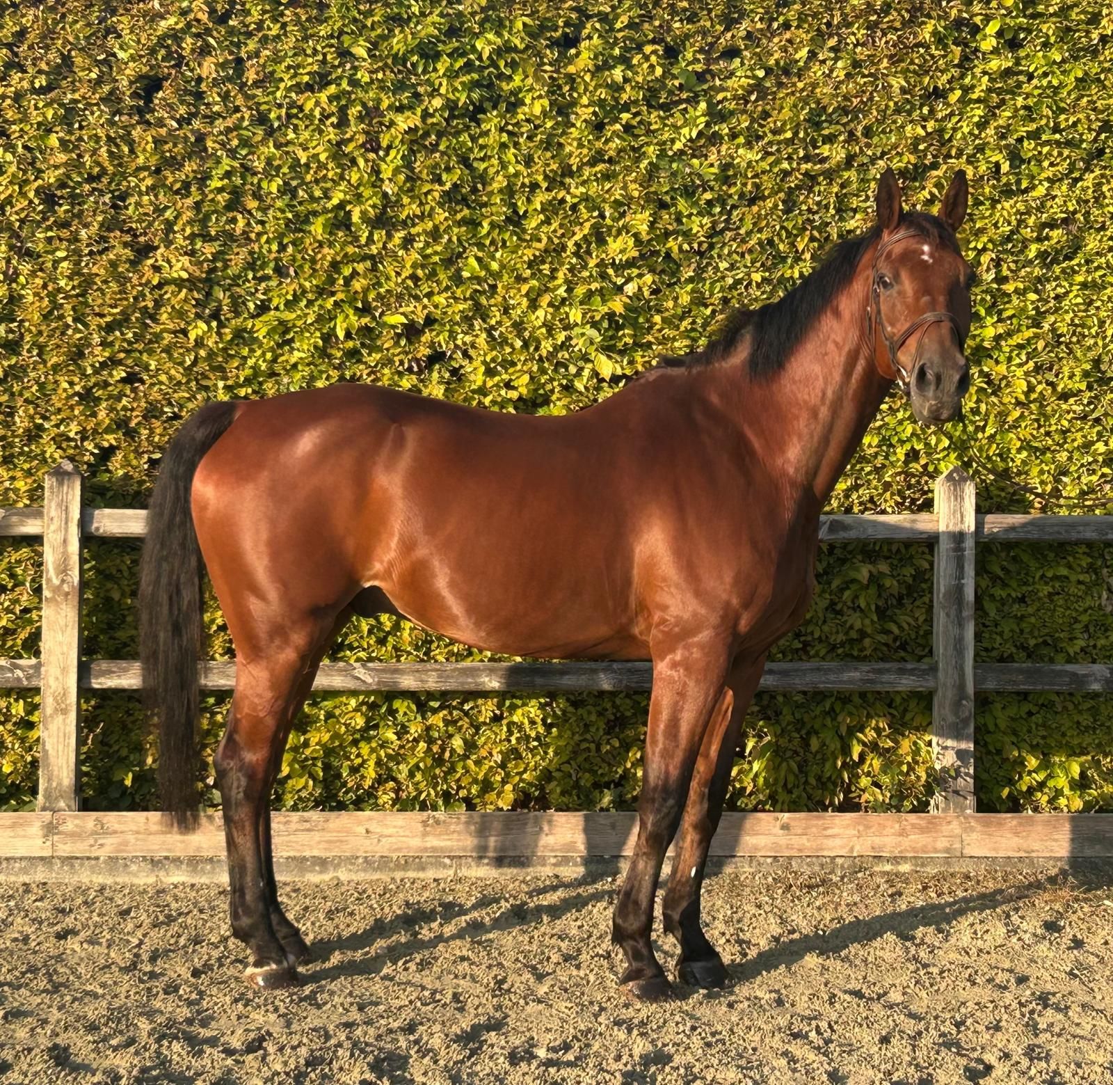 17-jähriger Springwallach