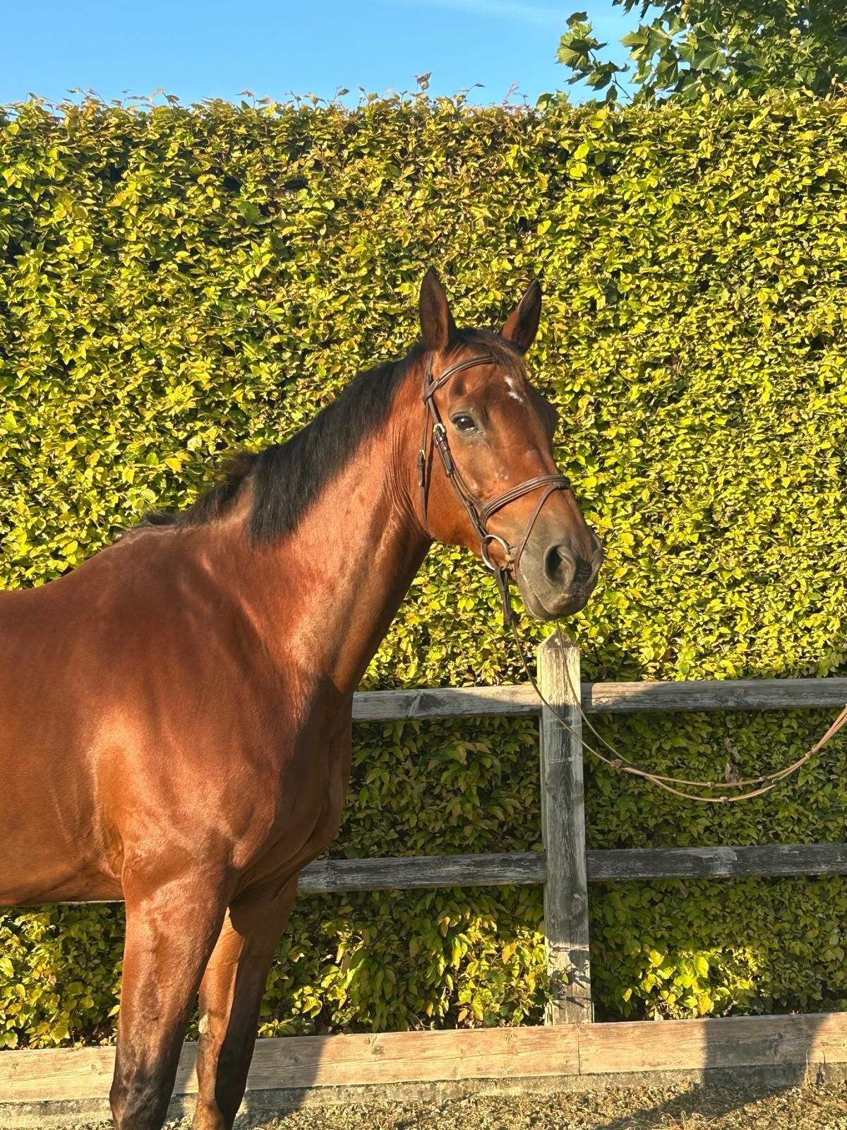 sbs springpaard ruin 17 Jahre alt bruin zu verkaufen - Foto 2