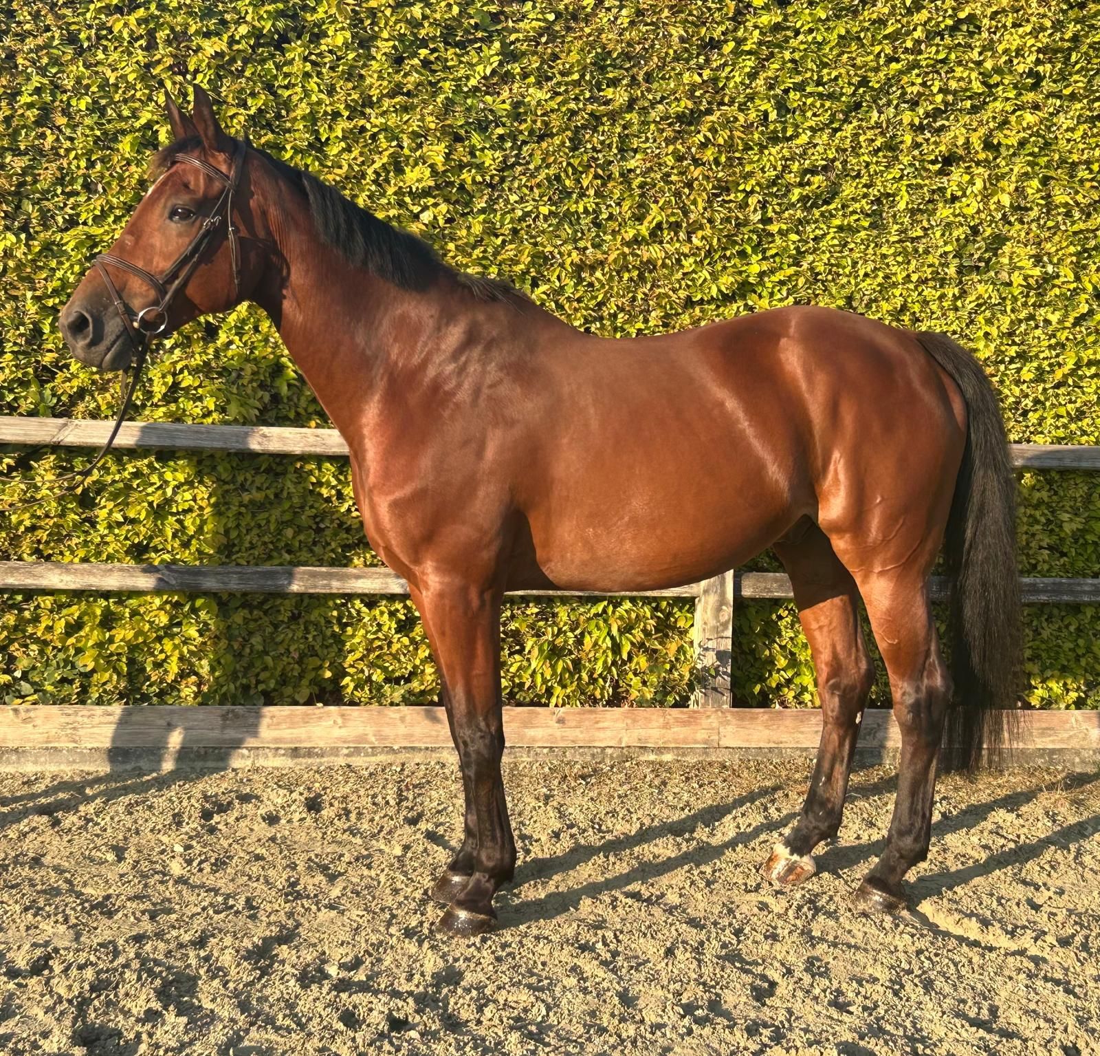 sbs springpaard ruin 17 Jahre alt bruin zu verkaufen - Foto 3