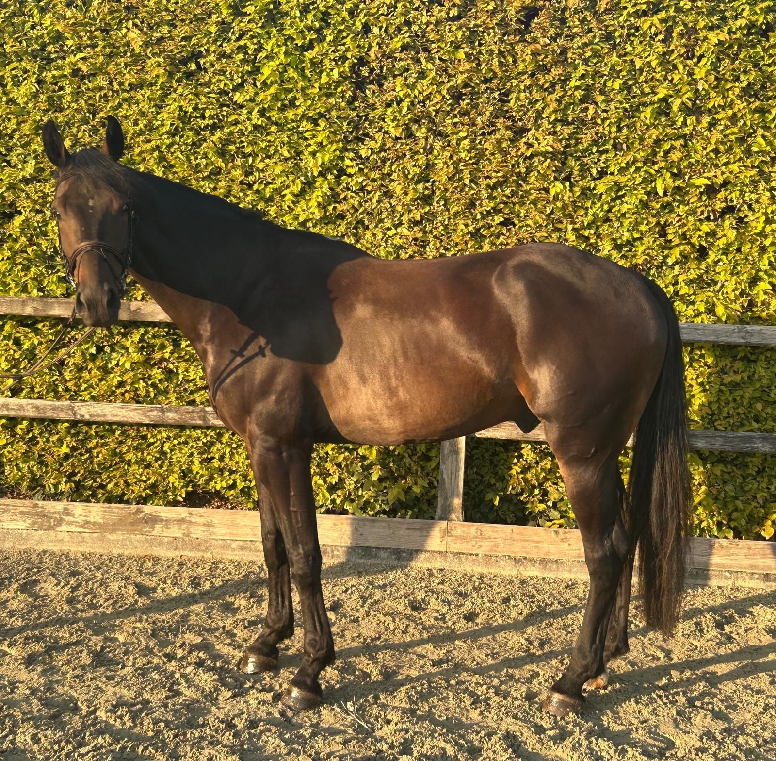 zangersheide springpaard ruin 5 ετών donkerbruin προς πώληση - Φωτογραφία 3