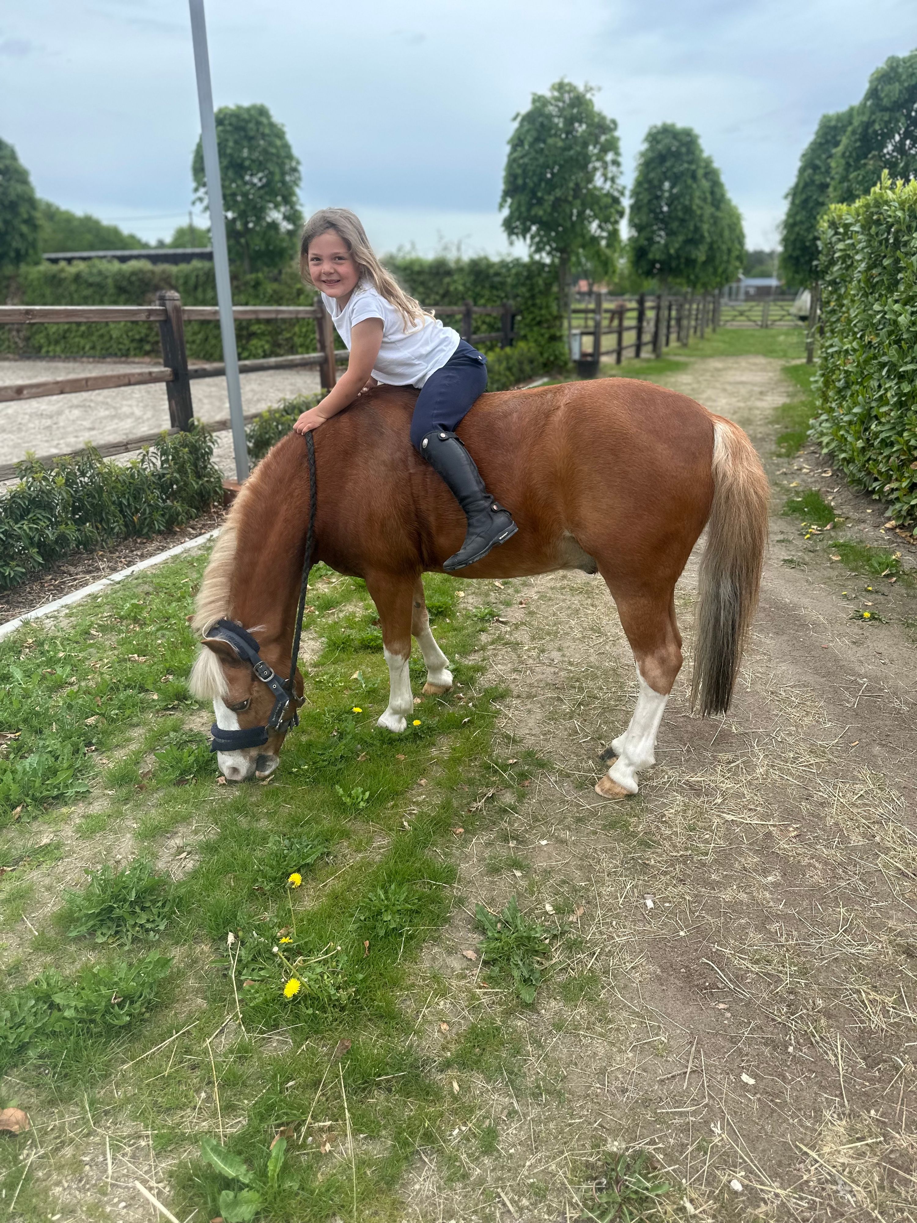 welsh-cob springpony ruin 14 Jahre alt vos zu verkaufen - Foto 3
