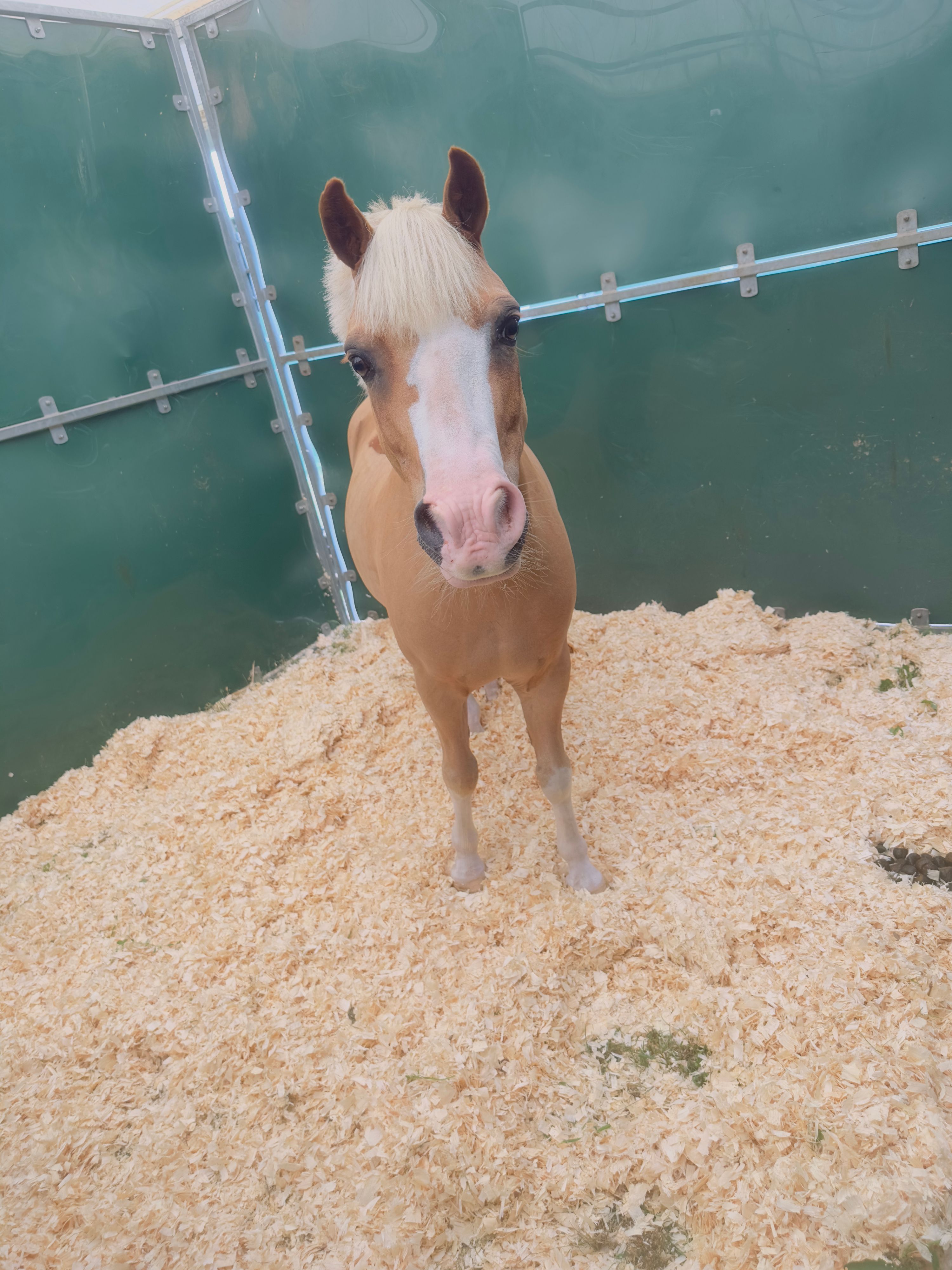 welsh-cob springpony ruin 14 Jahre alt vos zu verkaufen - Foto 2