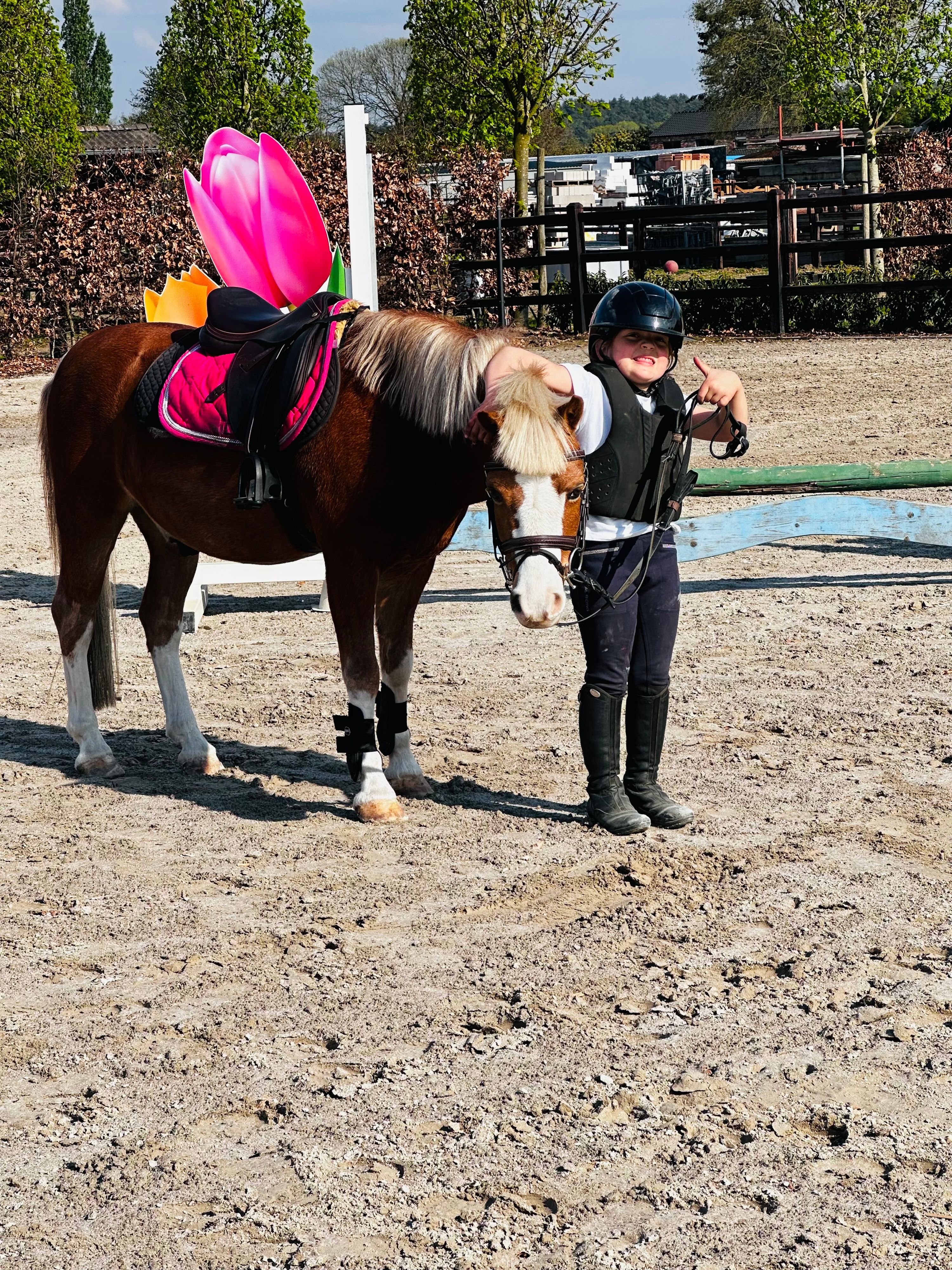 welsh-cob springpony ruin 14 Jahre alt vos zu verkaufen - Foto 4