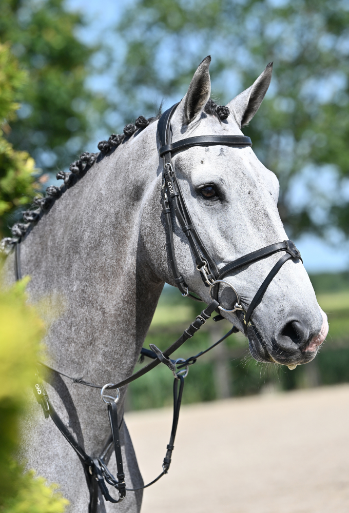 zangersheide springpaard ruin 5 Jahre alt schimmel zu verkaufen - Foto 2