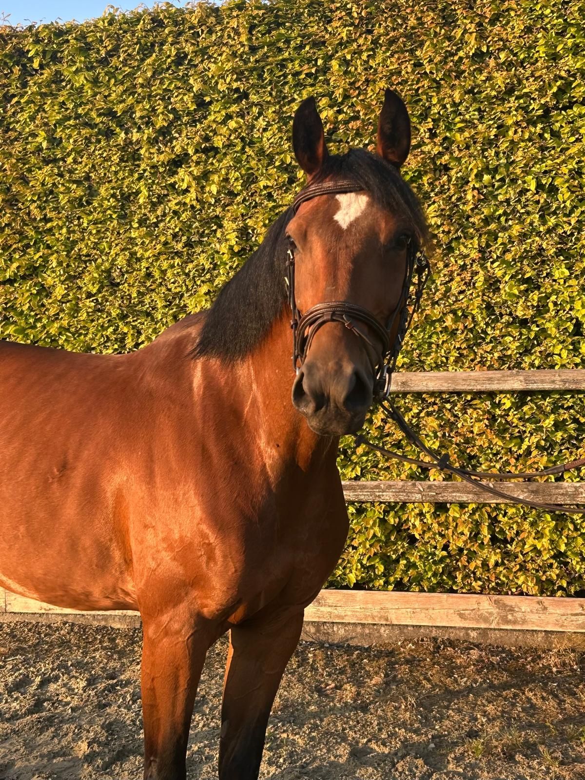 zangersheide springpony merrie 4 ετών bruin προς πώληση - Φωτογραφία 2