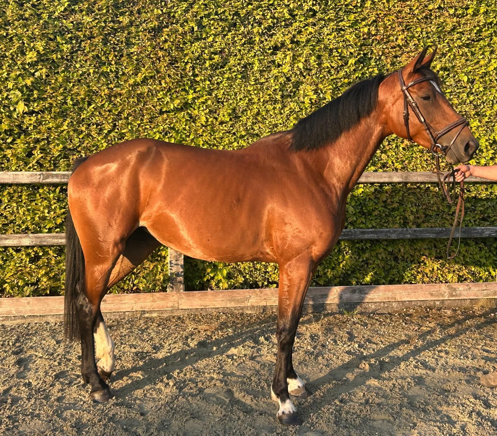 zangersheide springpony merrie 4 ετών bruin προς πώληση - Φωτογραφία 3