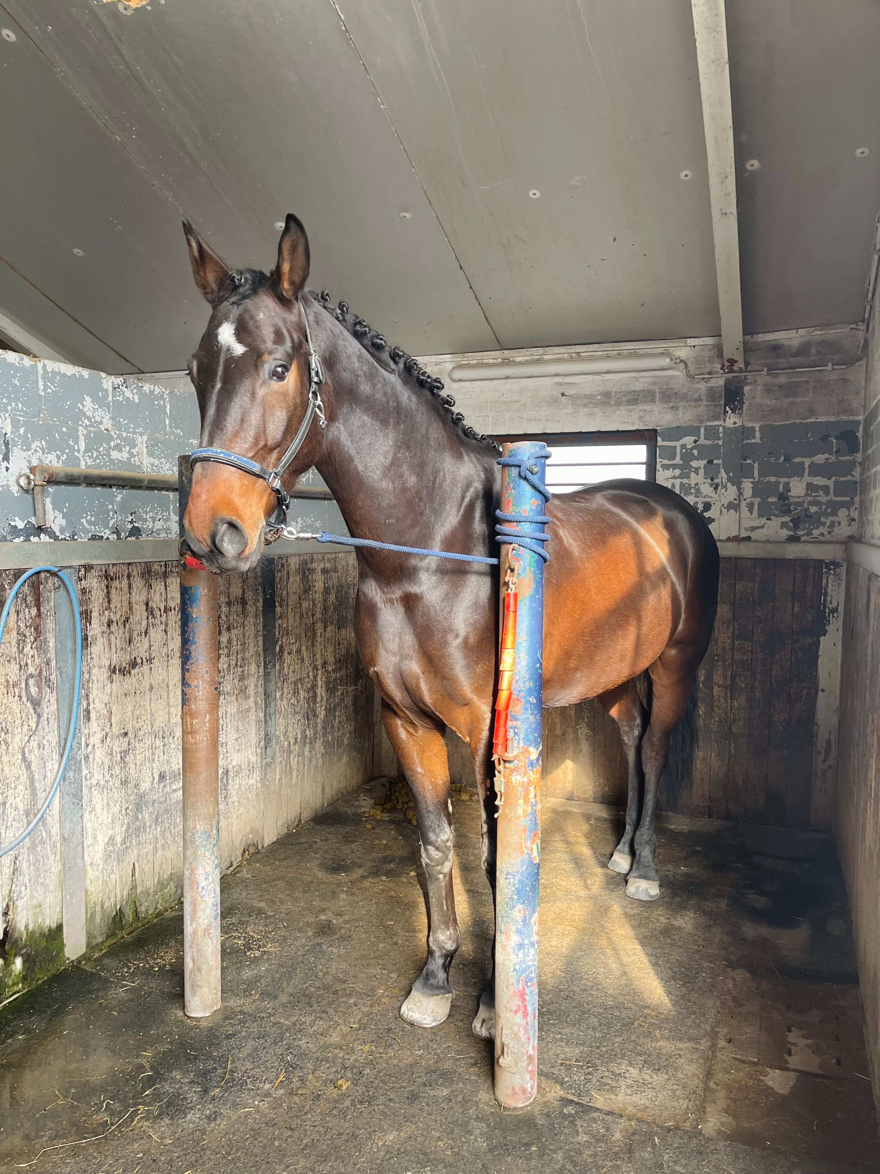 kwpn dressuurpaard ruin 7 anos donkerbruin à venda - Foto 3
