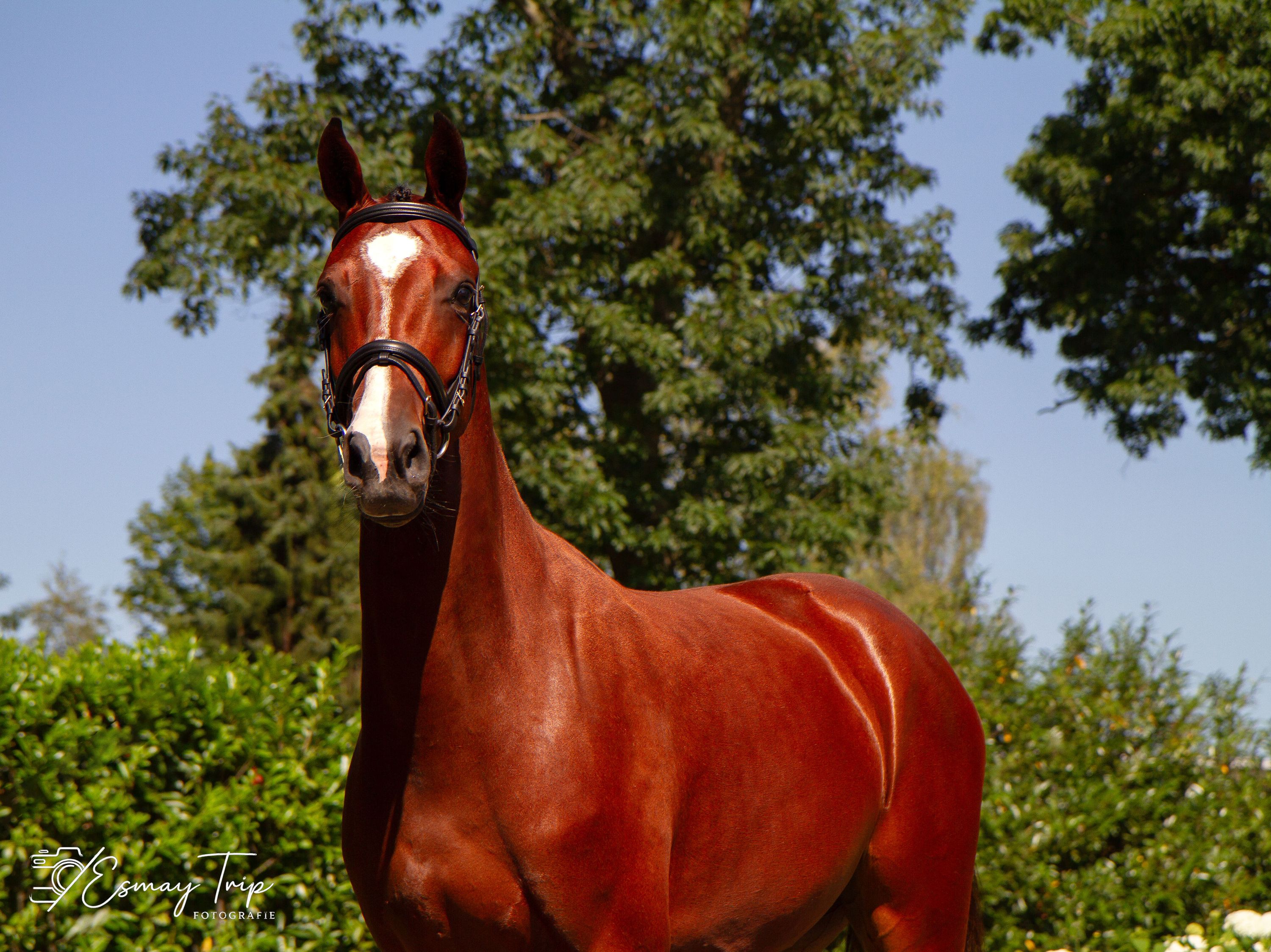 kwpn springpaard merrie 3 ετών bruin προς πώληση - Φωτογραφία 3