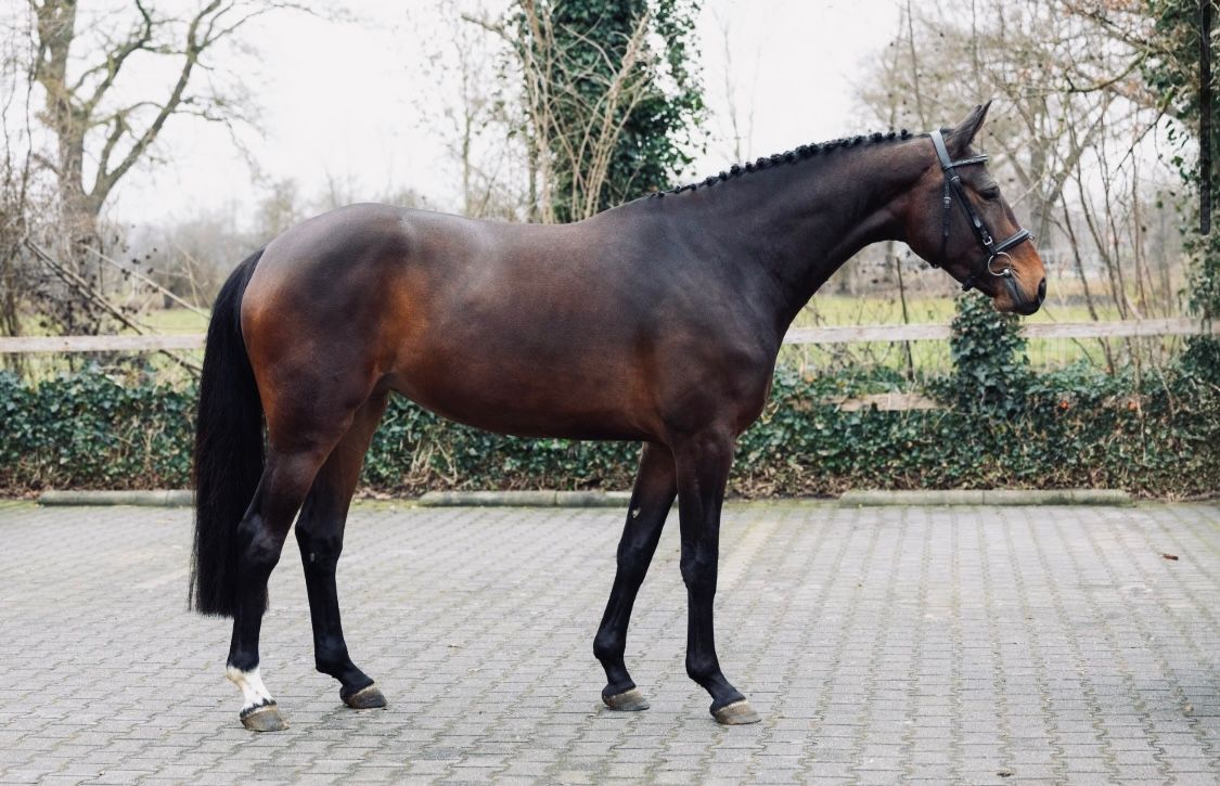 Talented 4-year-old mare