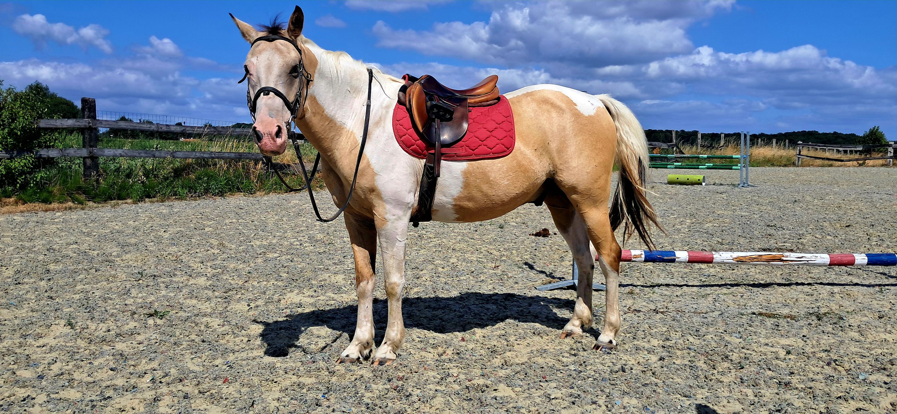 Sehr cooles Vielseitigkeits-/Spring-D-Pony