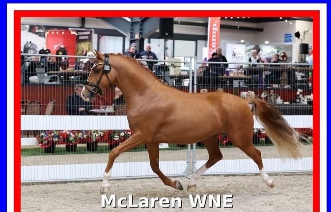 À venda McLaren WNE - Campeão Garanhões Pônei de Adestramento NRPS.