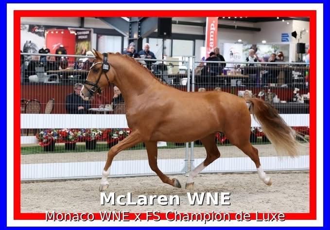 Προς πώληση McLaren WNE – ένας εντυπωσιακός και ταλαντούχος επιβήτορας πόνυ. - Φωτογραφία 2
