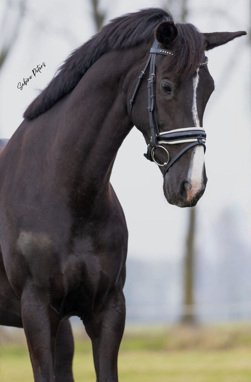 For sale or possible exchange leisure/broodmare