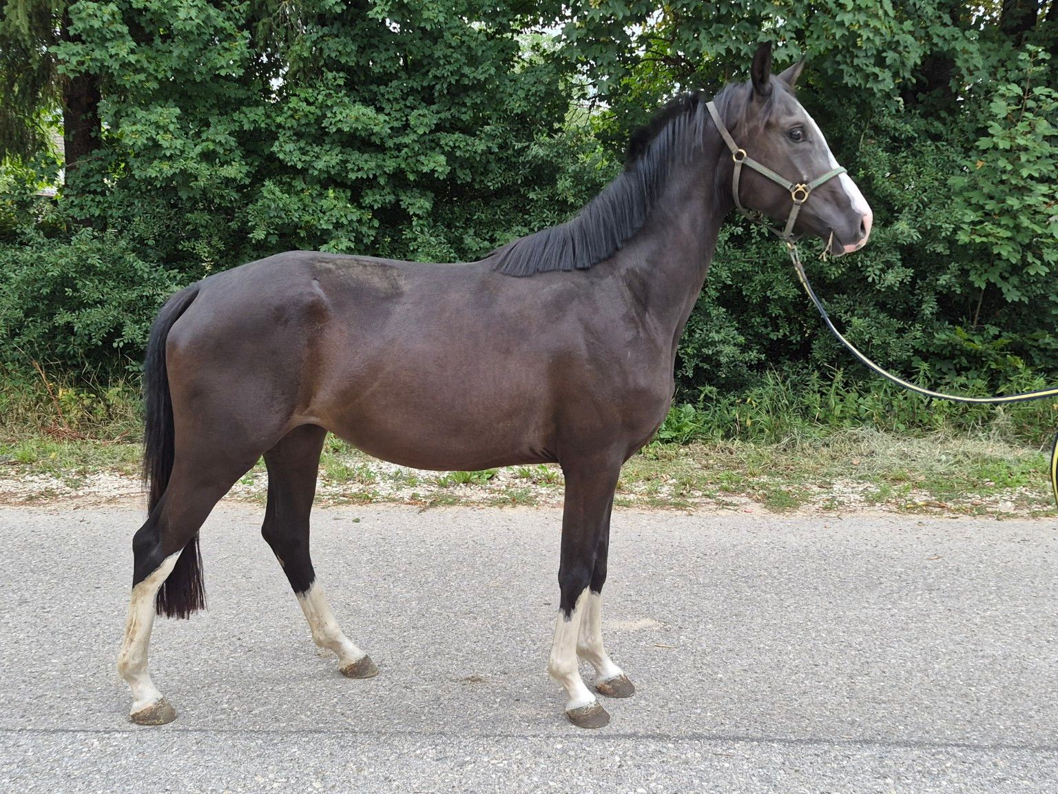 Ausdrucksstarke 3-jährige DSP-Rappstute von Expresso x Royal Classic