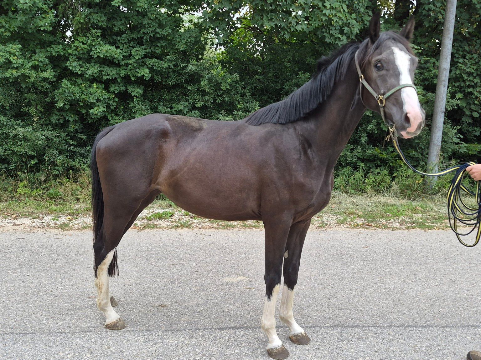 Expressive 3-year-old DSP black mare by Expresso x Royal Classic