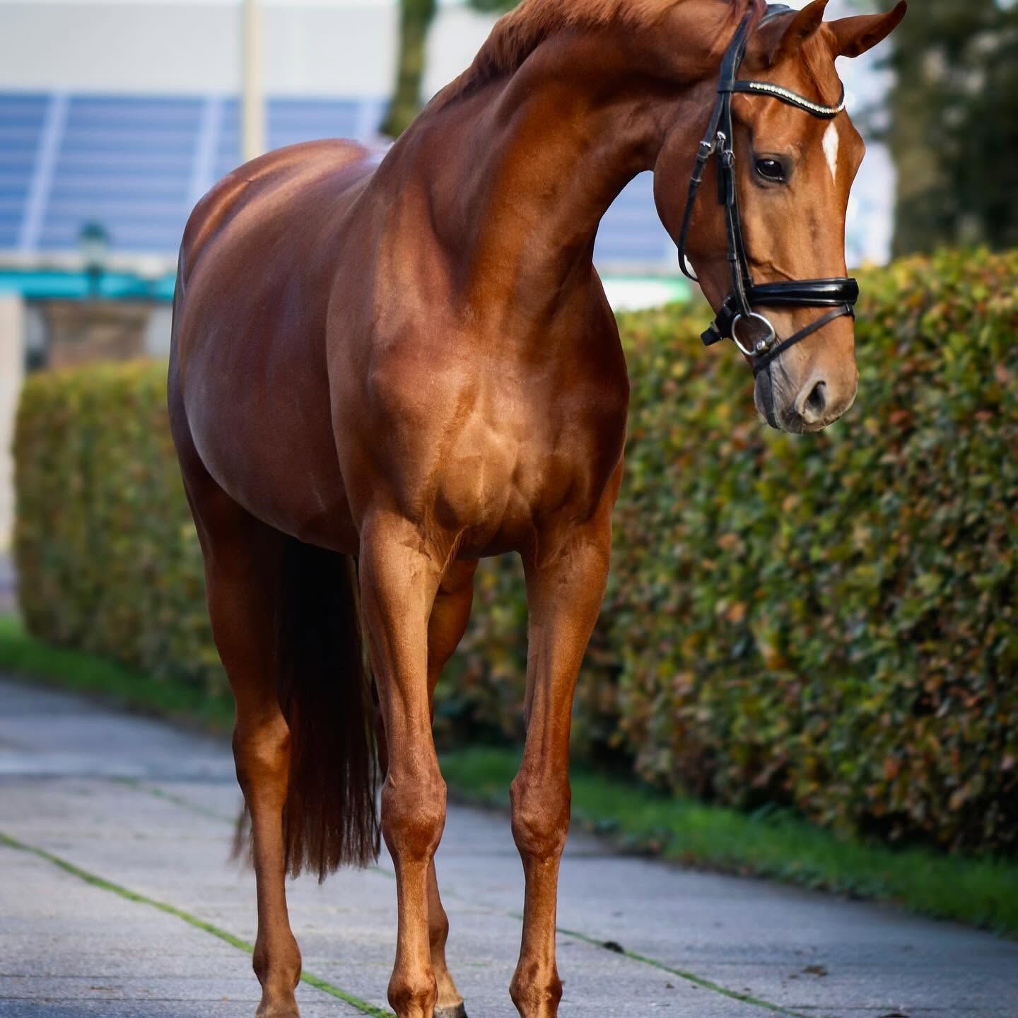 Lovely 5-year-old Provisional Keur mare