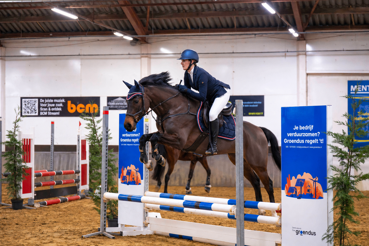 zangersheide springpaard merrie 6 ετών donkerbruin προς πώληση - Φωτογραφία 3