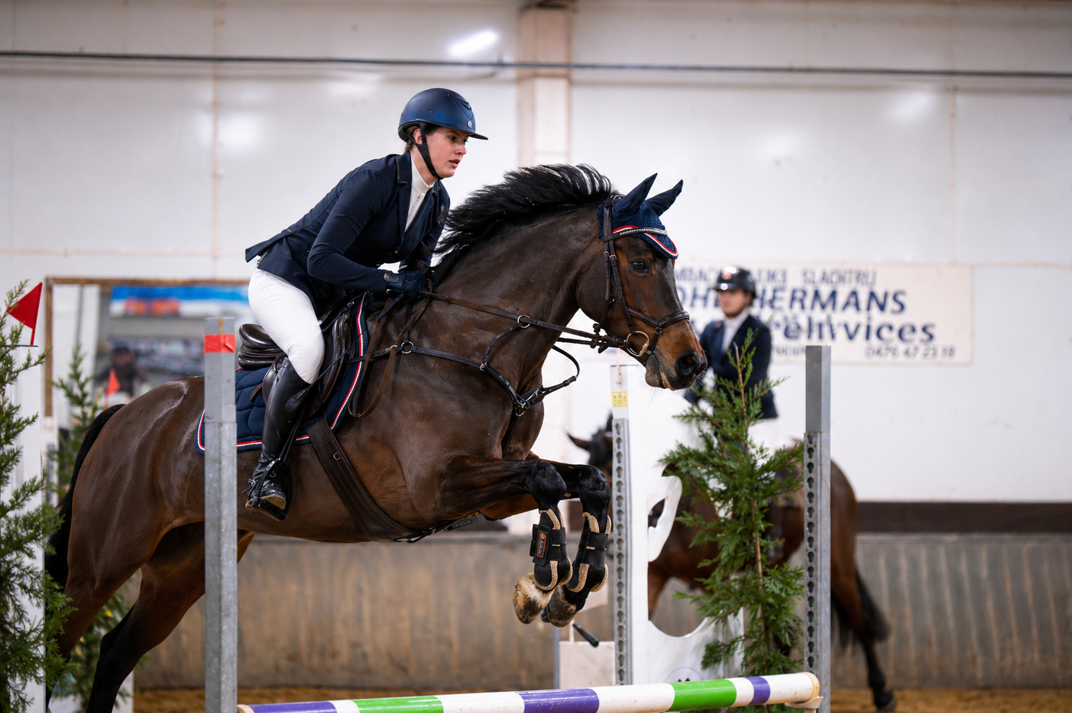 Very elegant 6-year-old small horse / E pony