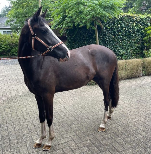 4letá klisna pony s velkým potenciálem
