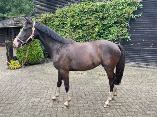 bwp allround-pony merrie 4 anos à venda - Foto 2