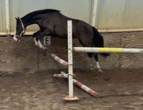 bwp allround-pony merrie 4 anos à venda - Foto 3