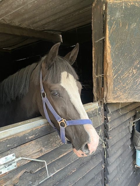 bwp allround-pony merrie 4 anos à venda - Foto 4