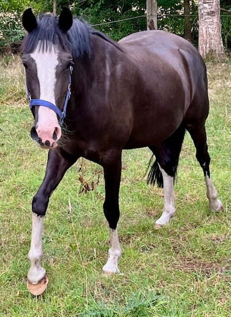 bwp allround-pony merrie 4 anos à venda - Foto 5