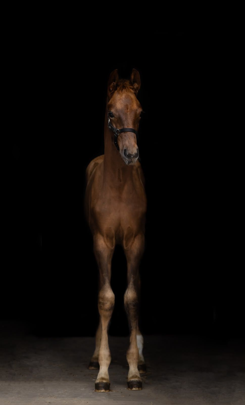 kwpn dressuurpaard hengst 0 år vos till salu - Foto 2
