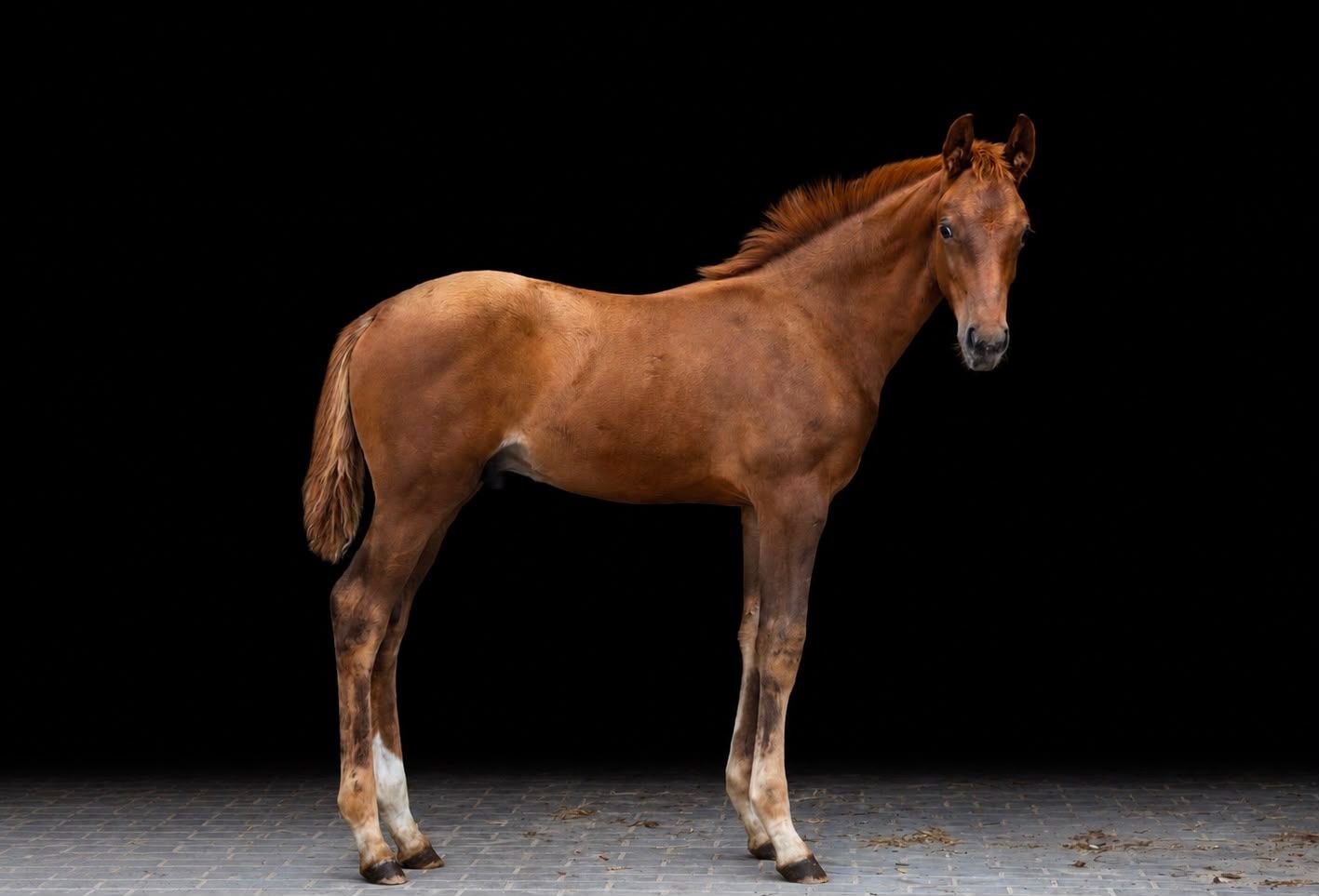 kwpn dressuurpaard hengst 0 år vos till salu - Foto 3