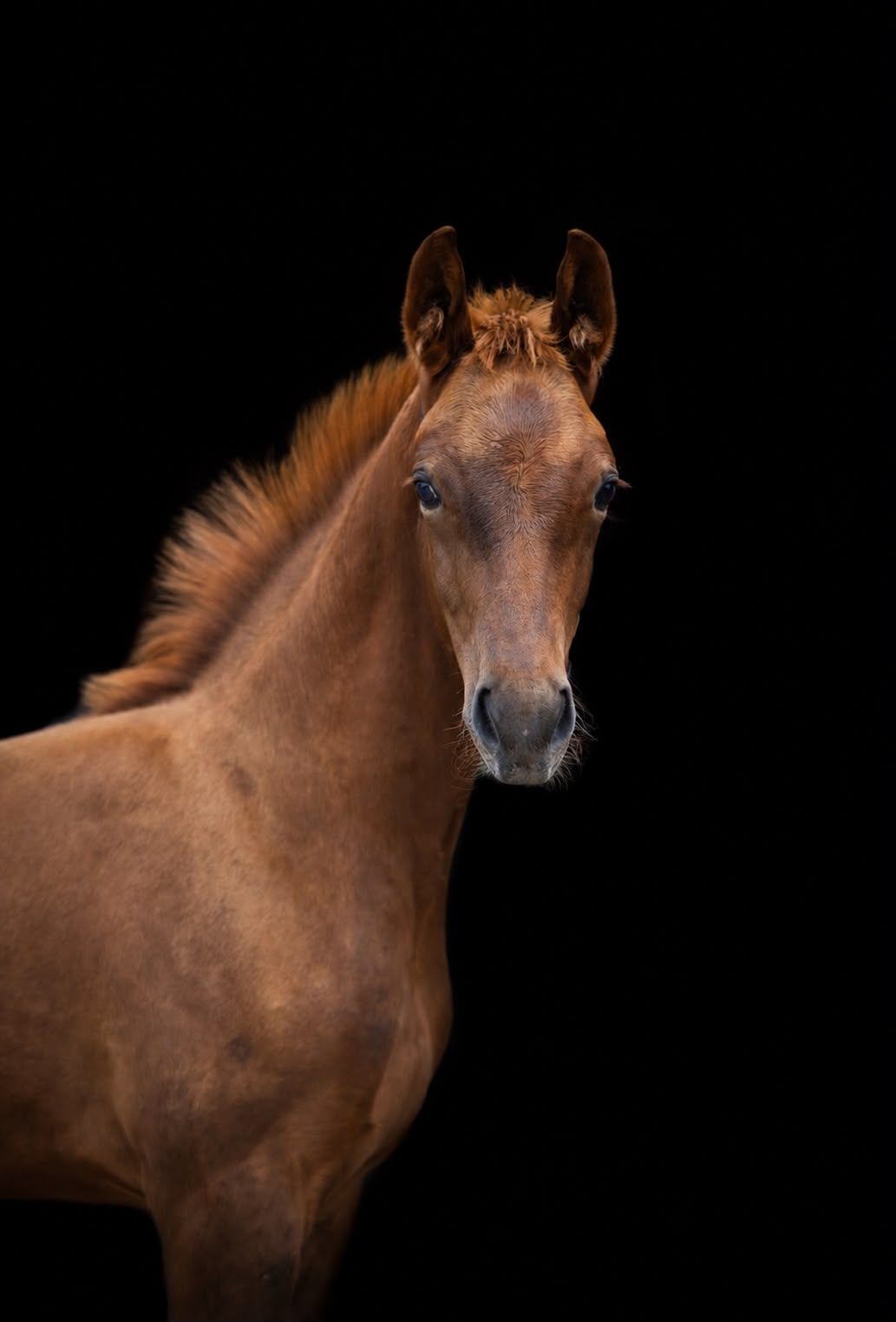 Veelbelovend hengstveulen – MC Laren x Guardian S