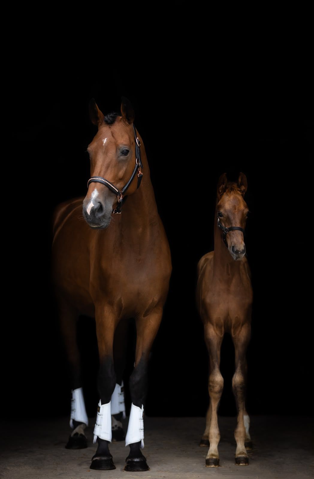 kwpn dressuurpaard hengst 0 år vos till salu - Foto 4