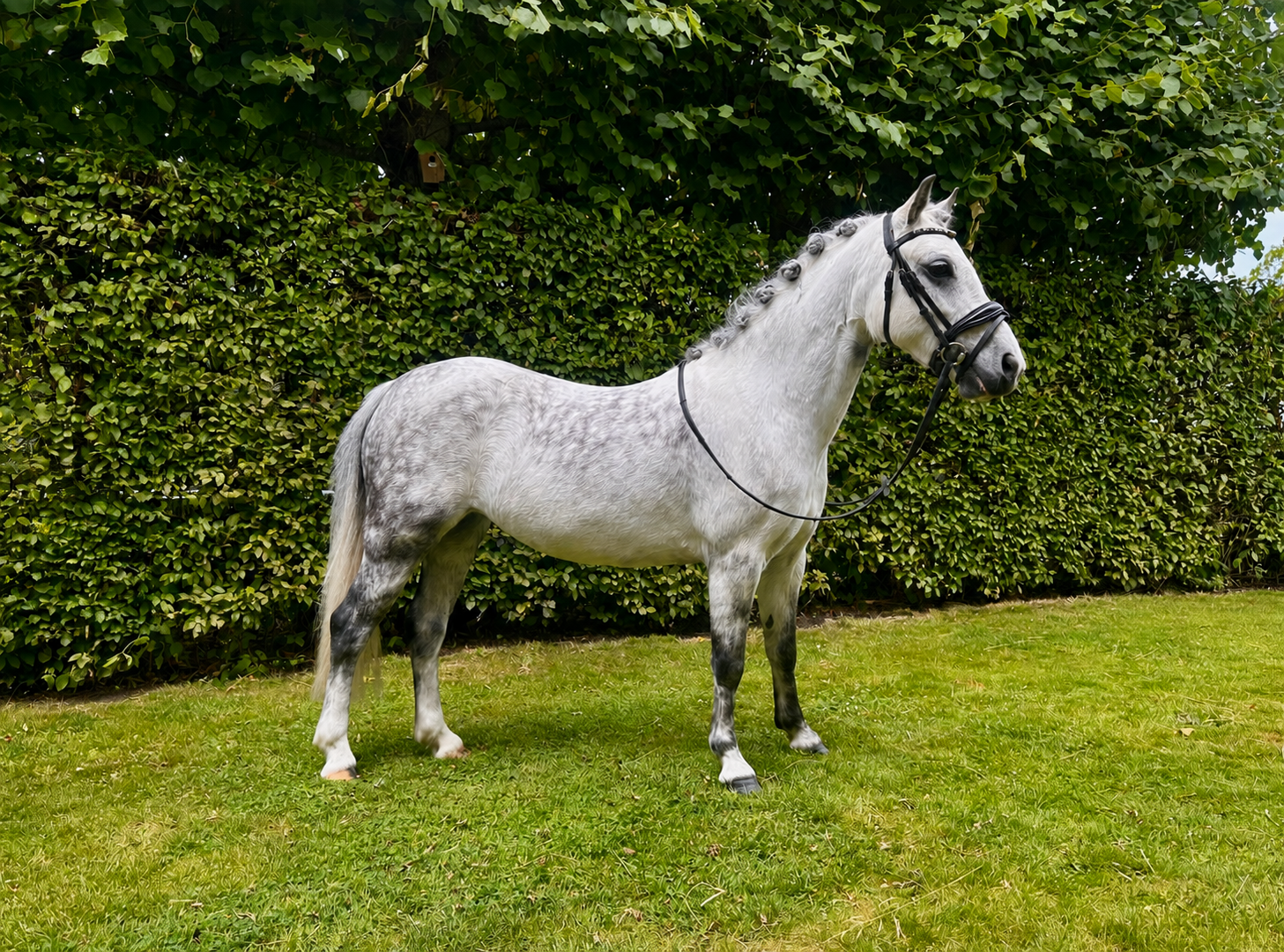 welsh allround-pony merrie 7 years old schimmel for sale - Photo 2