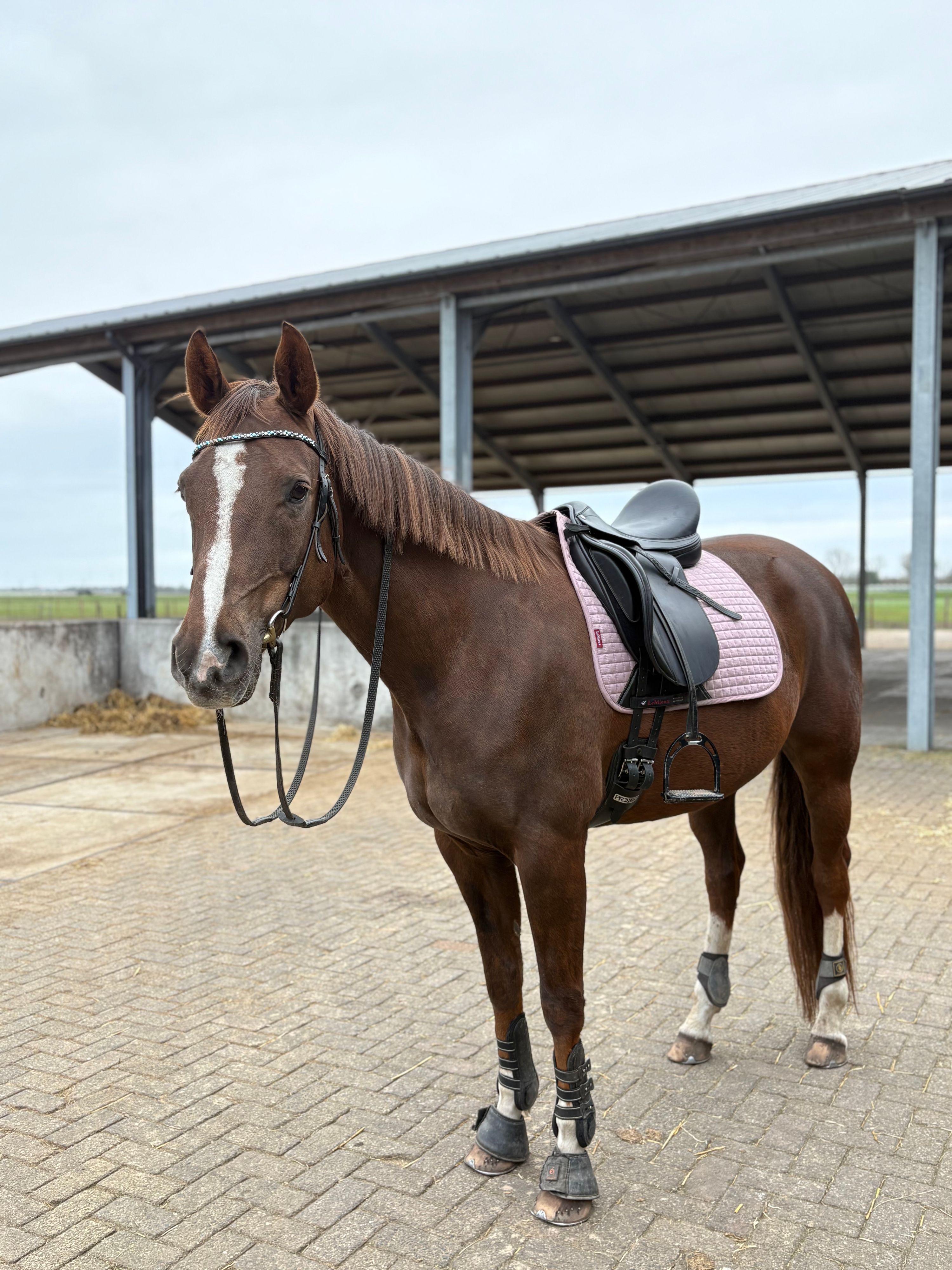 westfalen recreatie-paard merrie 13 Jahre alt vos zu verkaufen - Foto 2