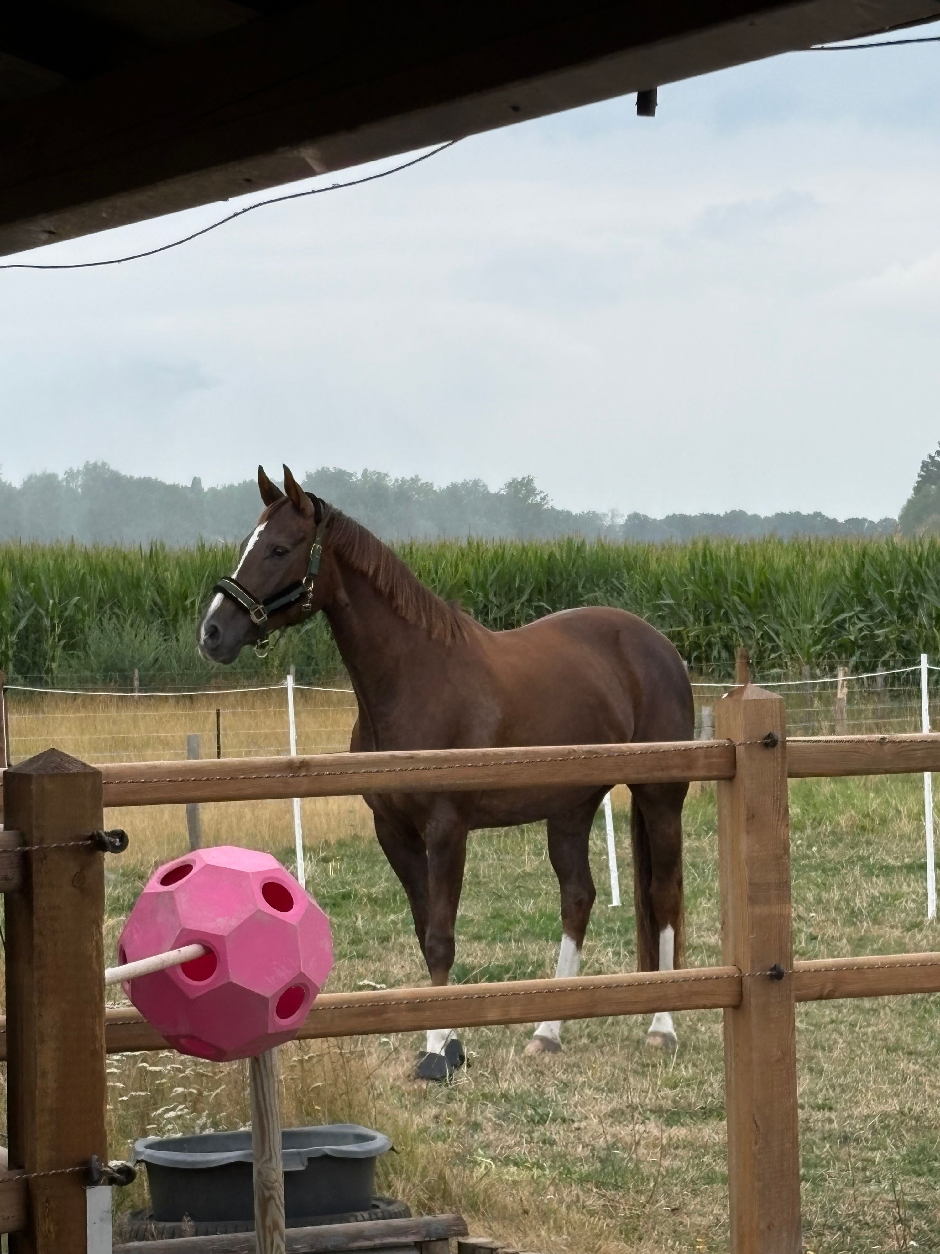 westfalen recreatie-paard merrie 13 Jahre alt vos zu verkaufen - Foto 3