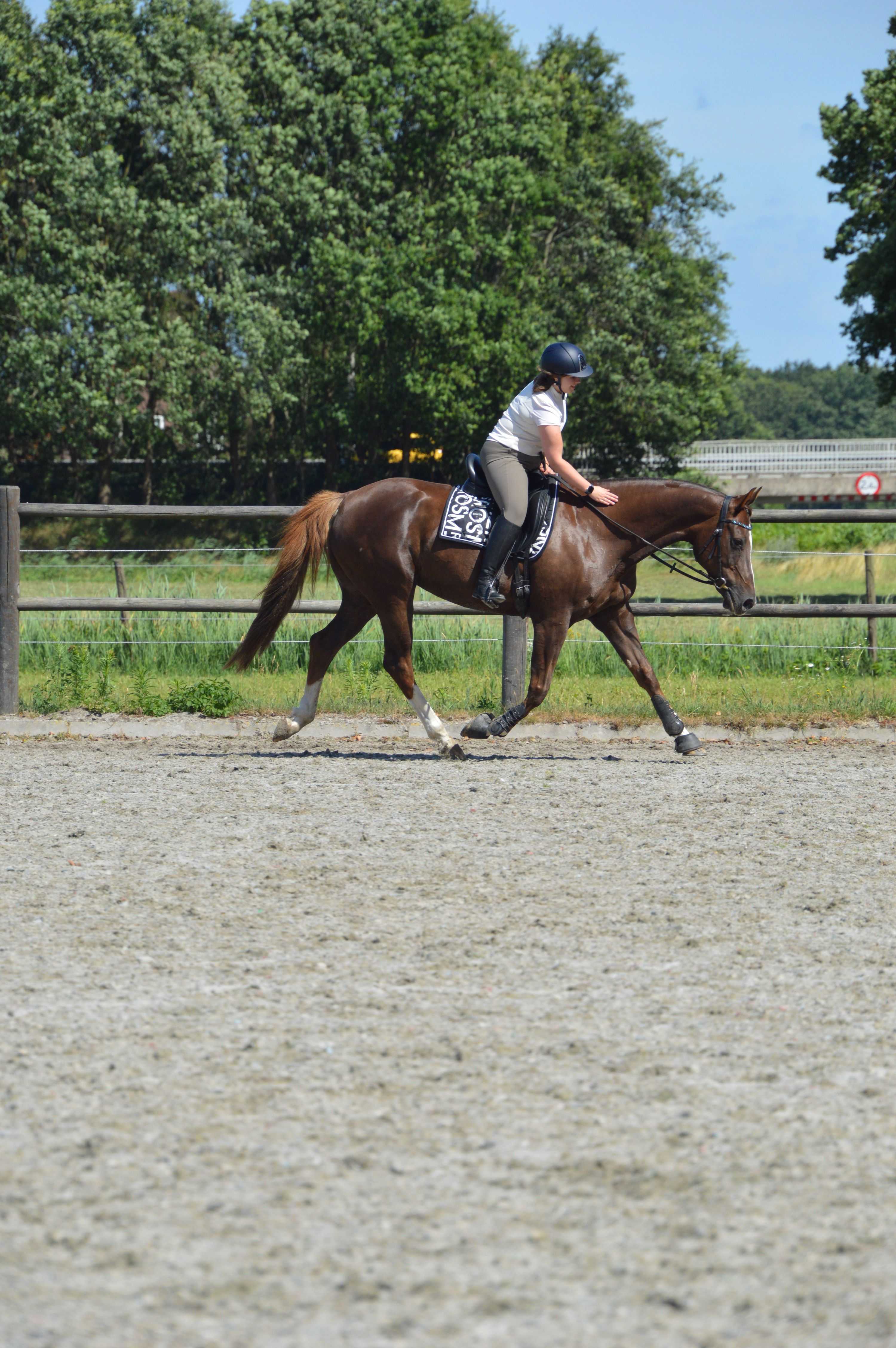 westfalen recreatie-paard merrie 13 Jahre alt vos zu verkaufen - Foto 5