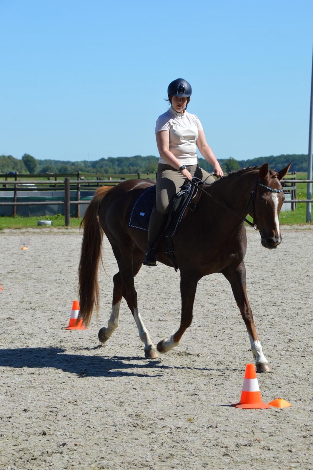 westfalen recreatie-paard merrie 13 Jahre alt vos zu verkaufen - Foto 4