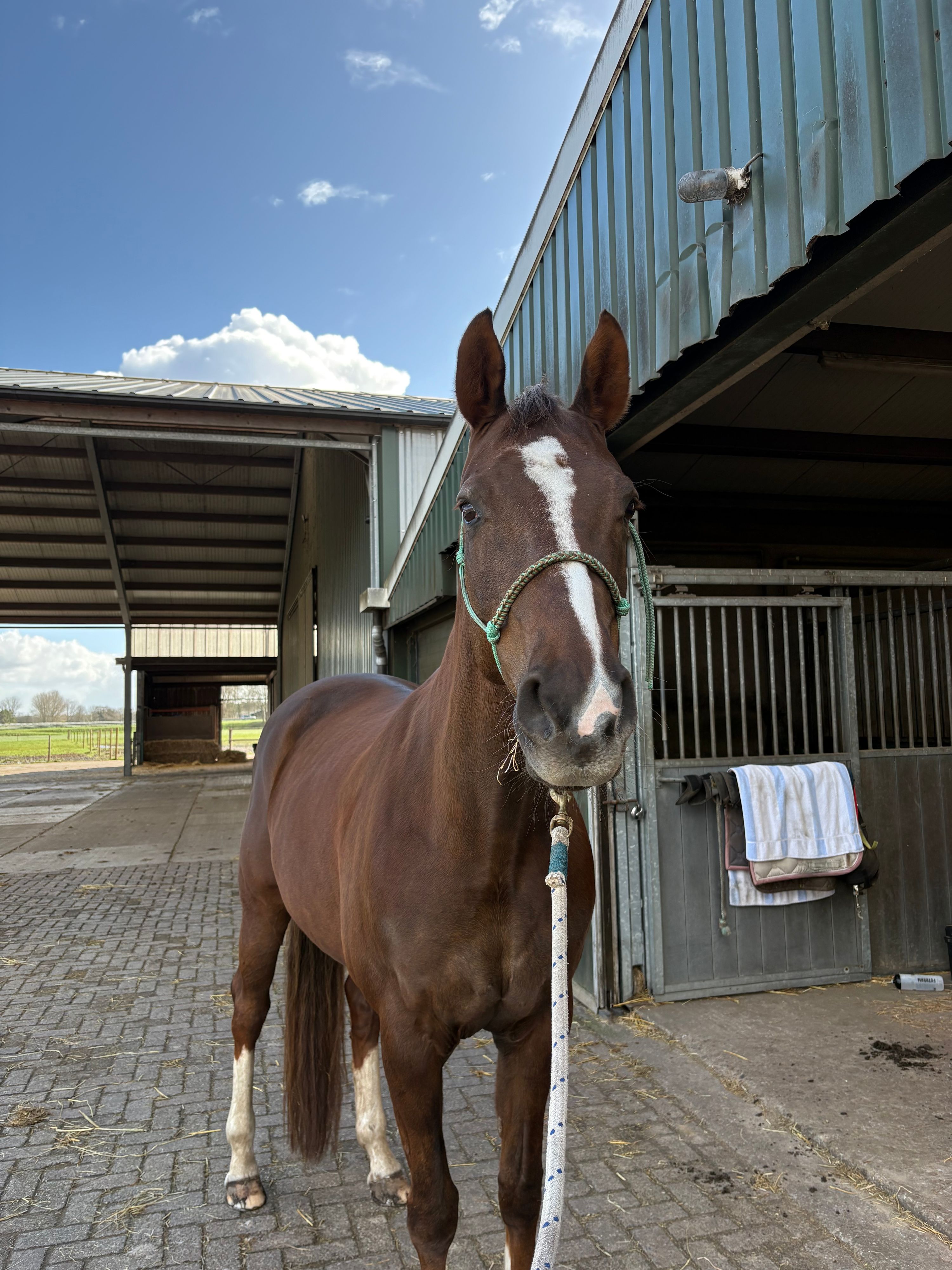 westfalen recreatie-paard merrie 13 Jahre alt vos zu verkaufen - Foto 6