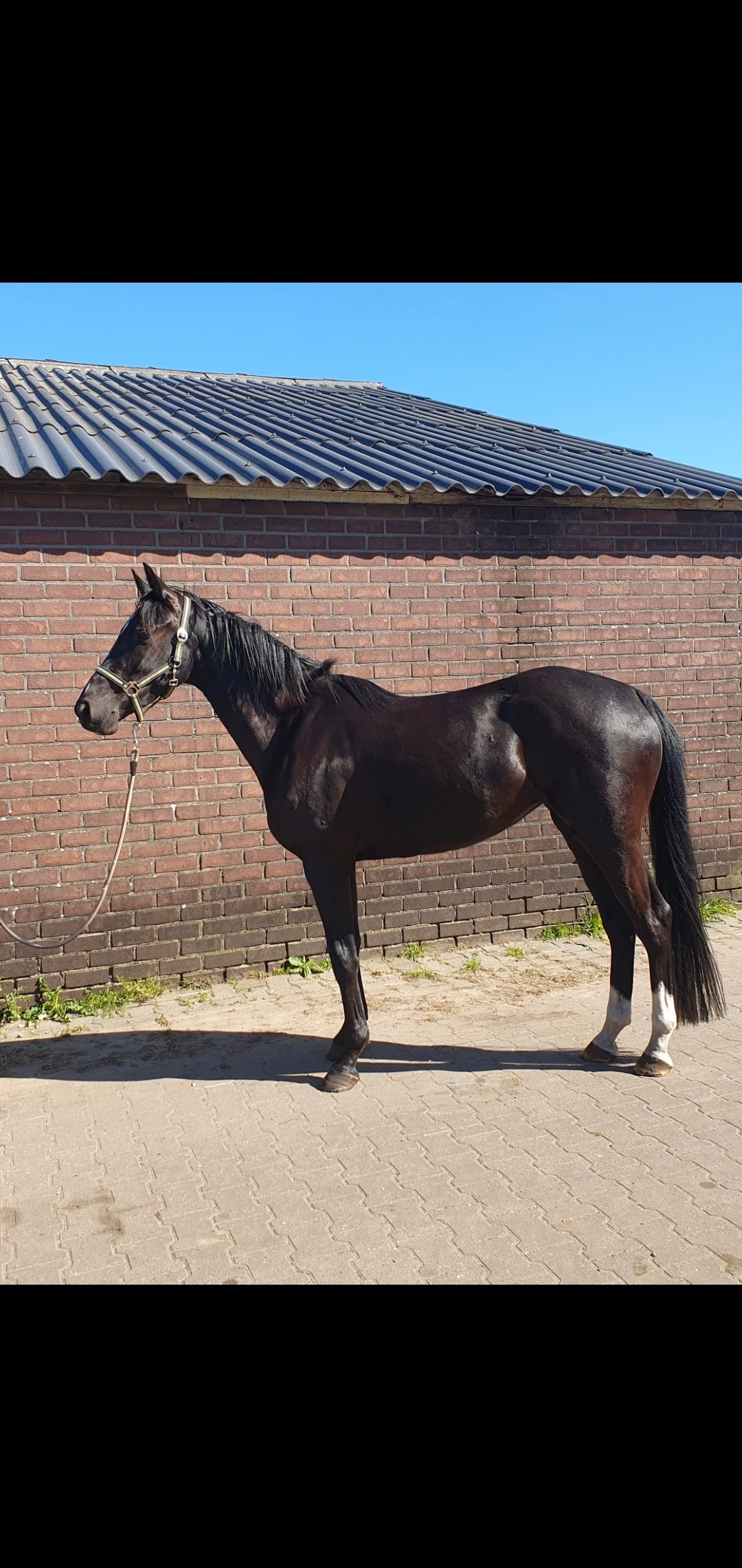 kwpn springpony merrie 4 jaar zwart te koop - Foto 2