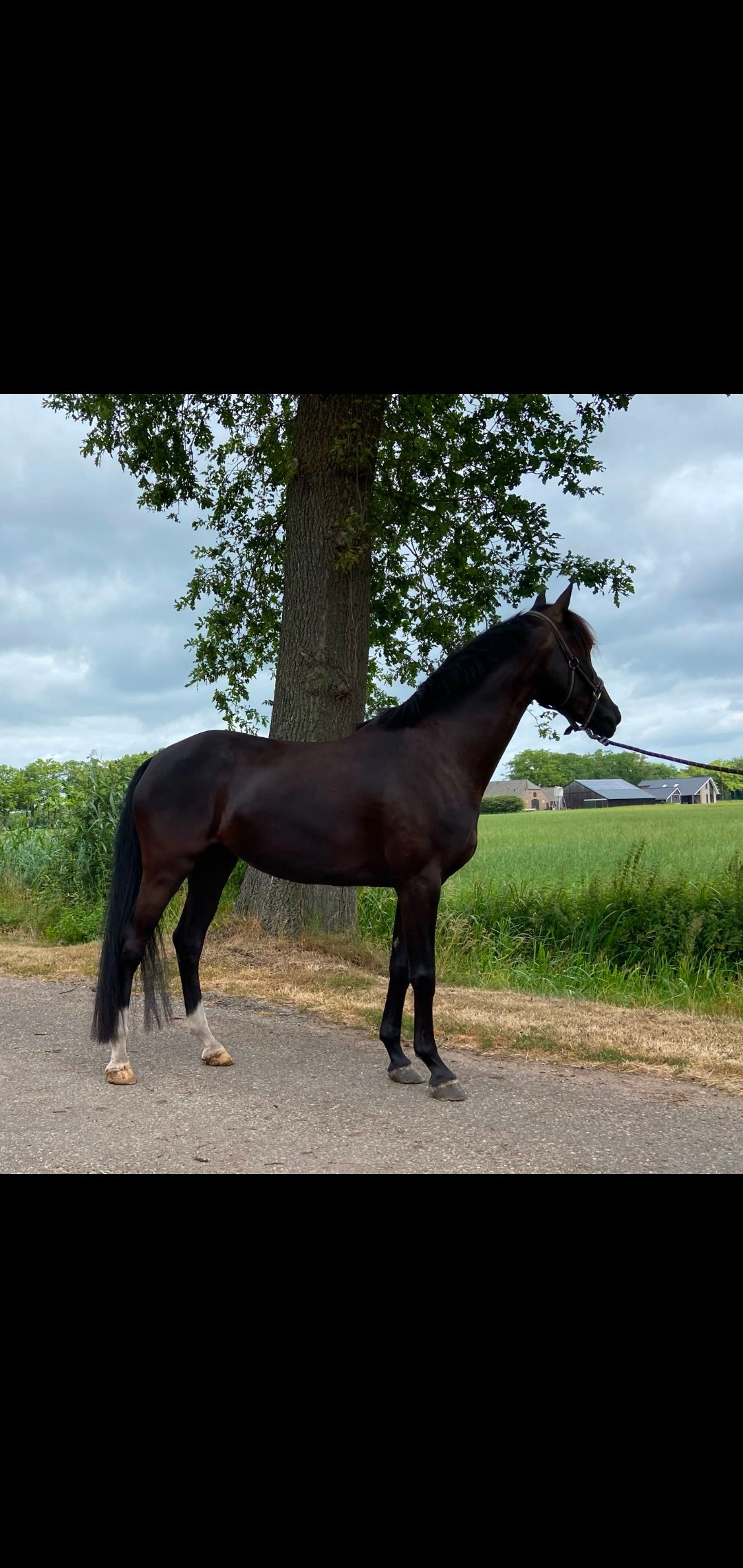 kwpn springpony merrie 4 jaar zwart te koop - Foto 6