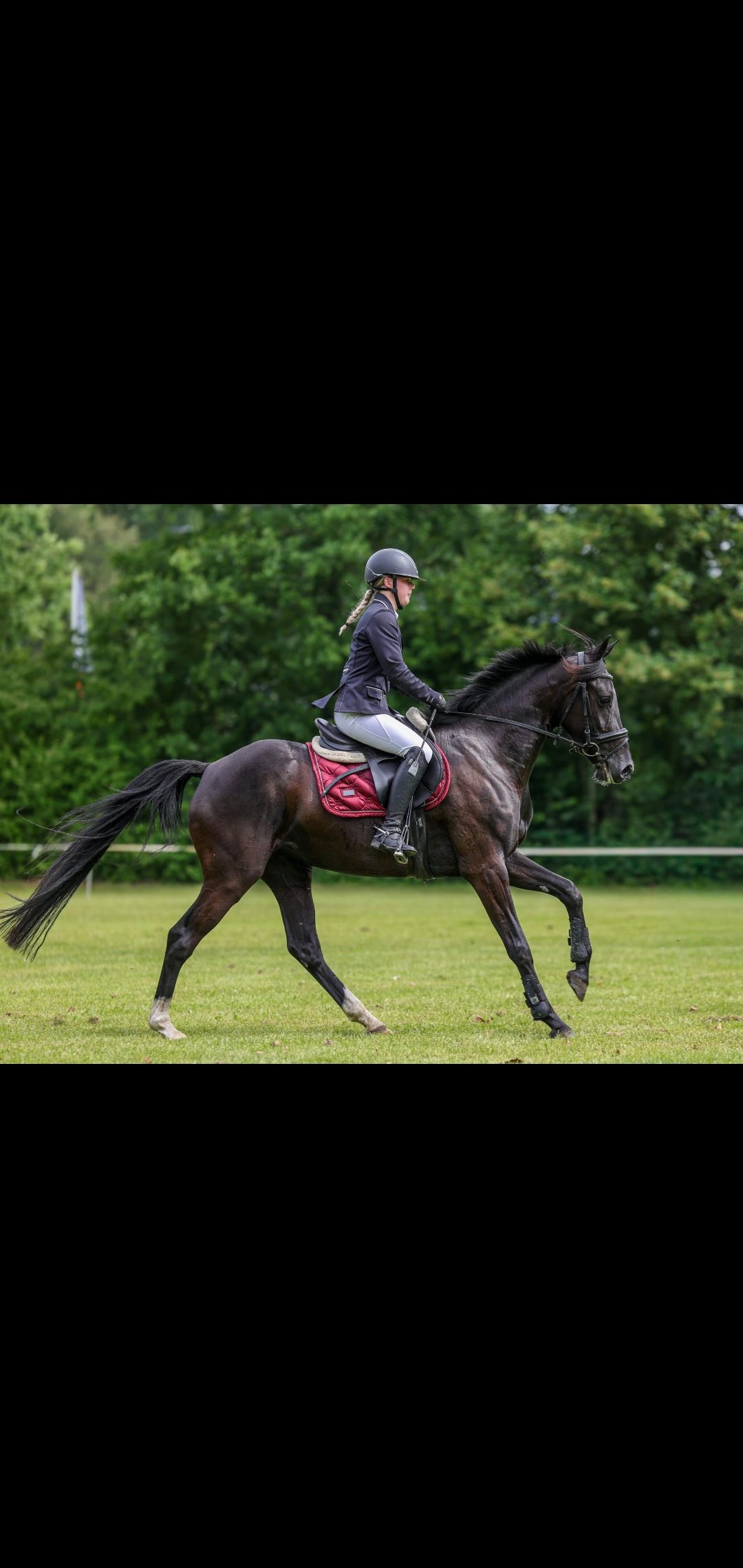 kwpn springpony merrie 4 jaar zwart te koop - Foto 5