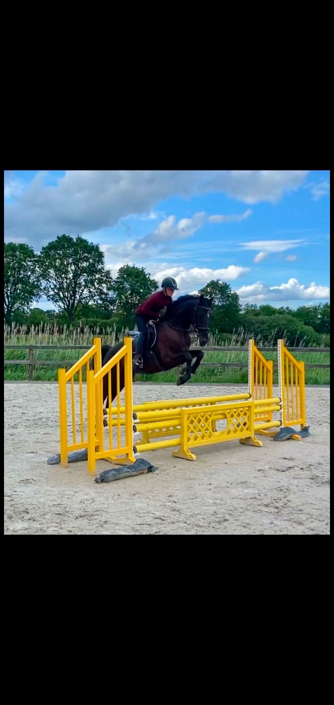 kwpn springpony merrie 4 jaar zwart te koop - Foto 3
