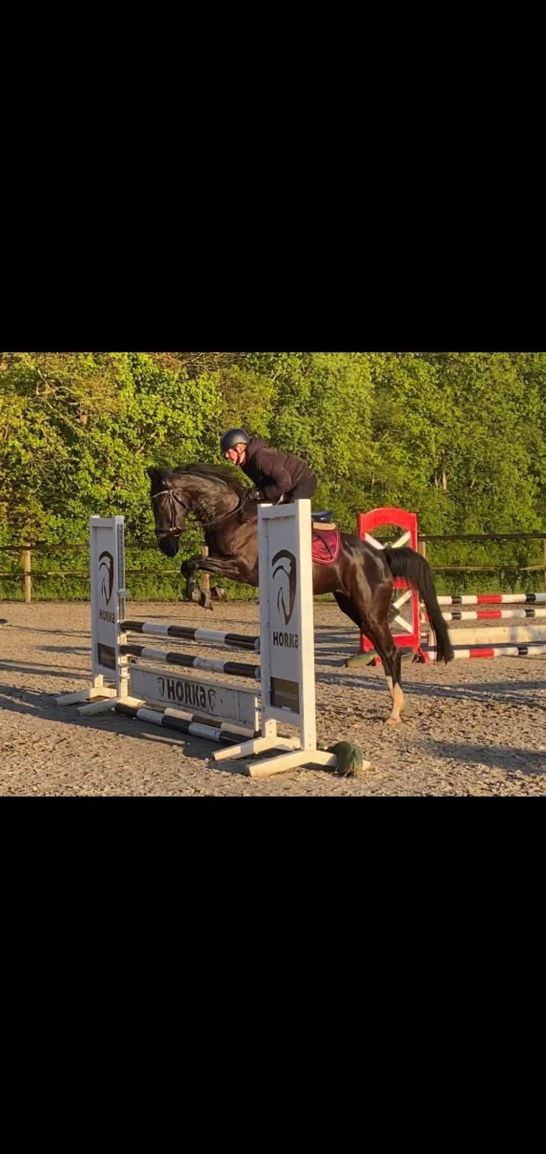 kwpn springpony merrie 4 jaar zwart te koop - Foto 4