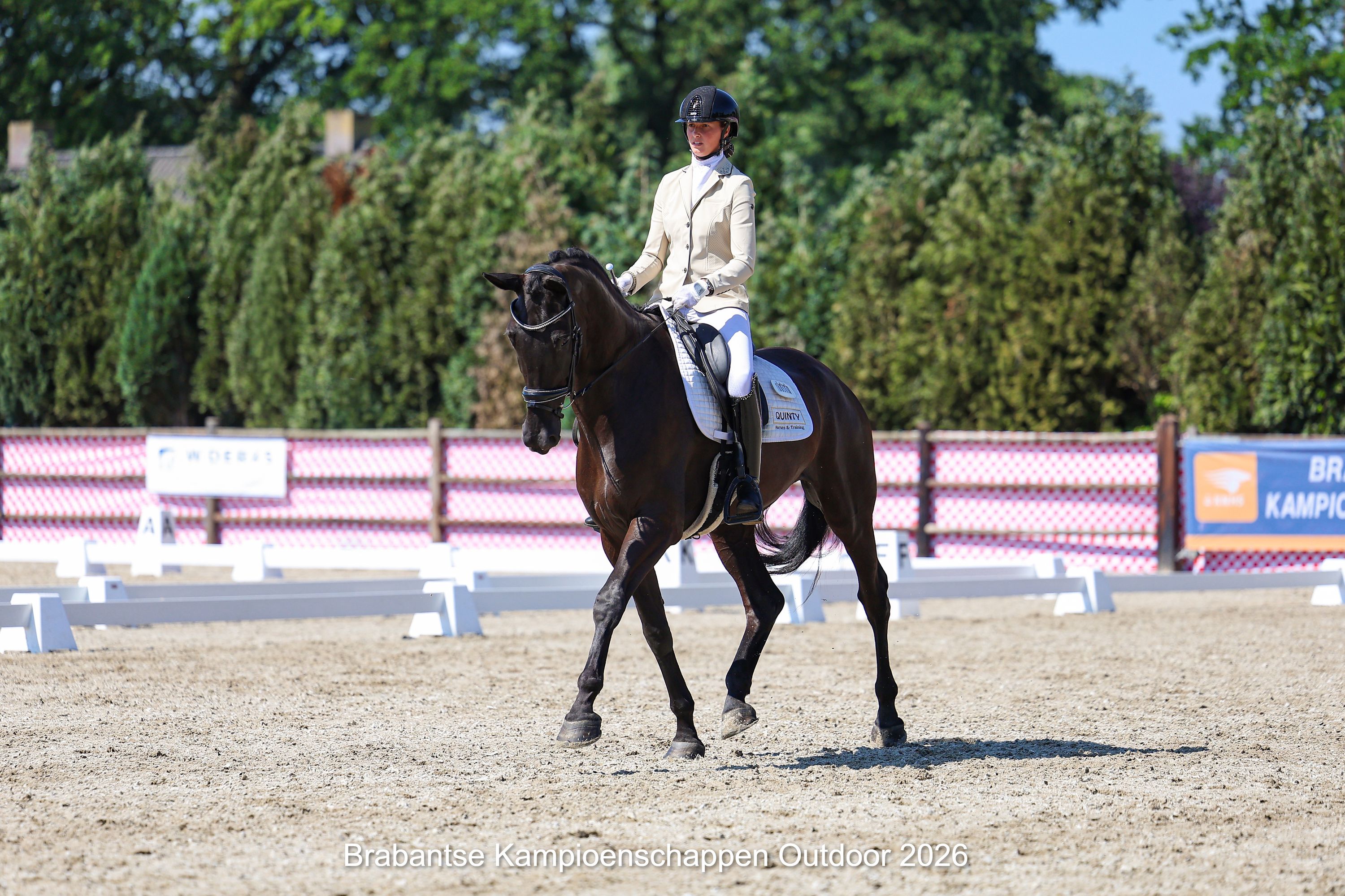 kwpn dressuurpaard merrie 6 years old zwart for sale - Photo 4