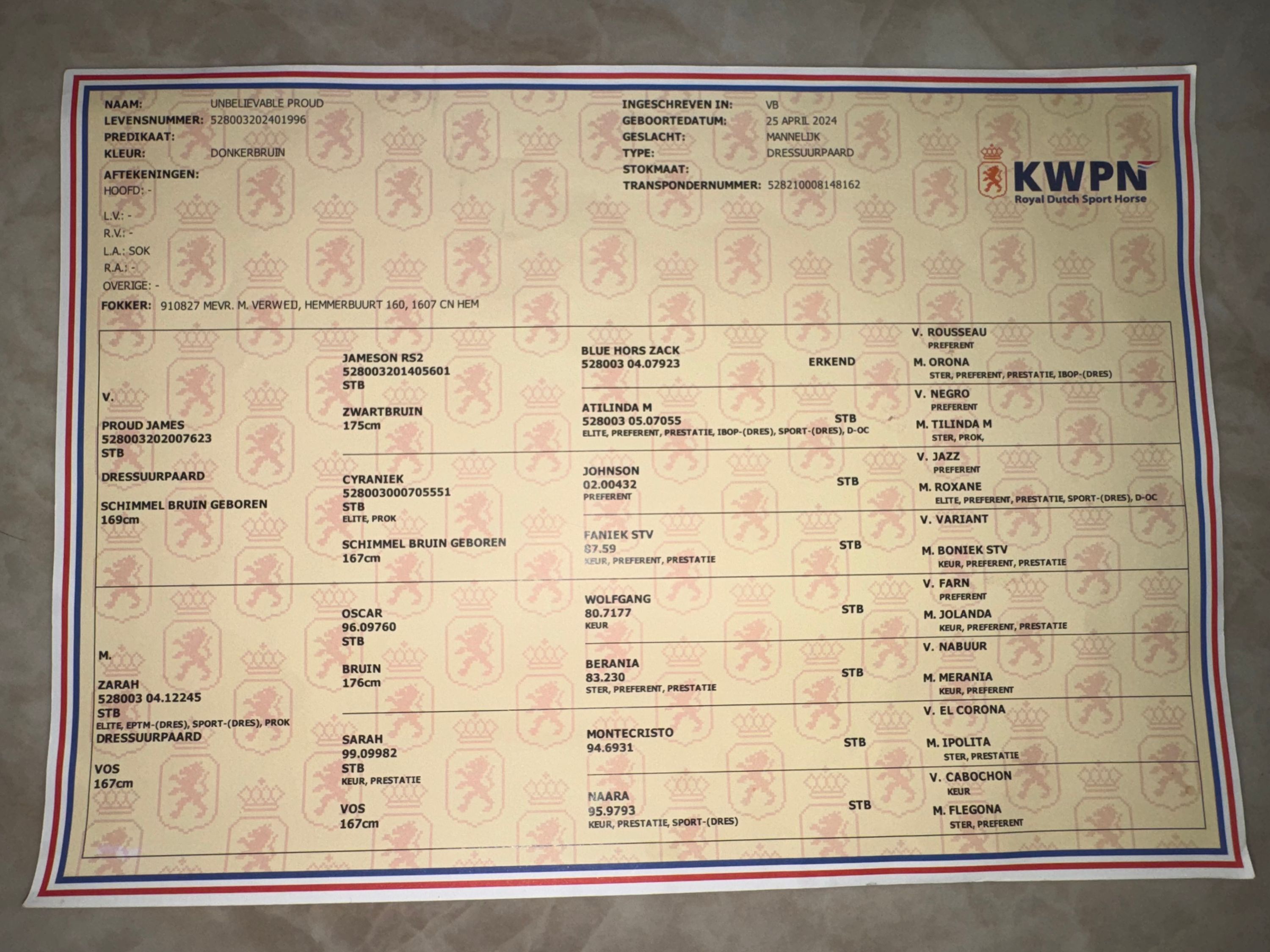 kwpn dressuurpaard hengst 2 Jahre alt donkerbruin zu verkaufen - Foto 5