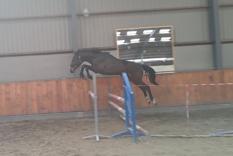 zangersheide springpaard hengst 2 år donkerbruin till salu - Foto 5
