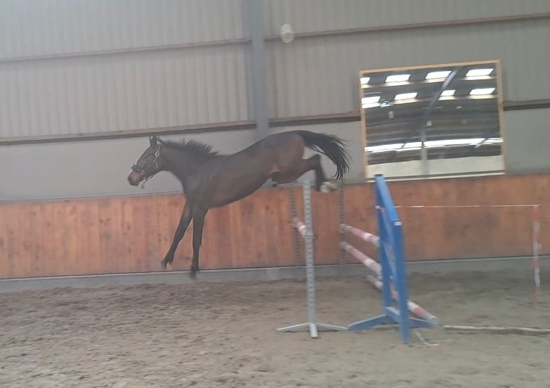 zangersheide springpaard hengst 2 år donkerbruin till salu - Foto 6