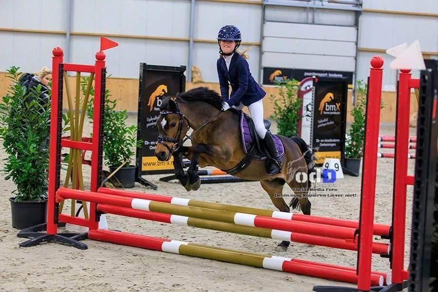 Poney B polyvalent