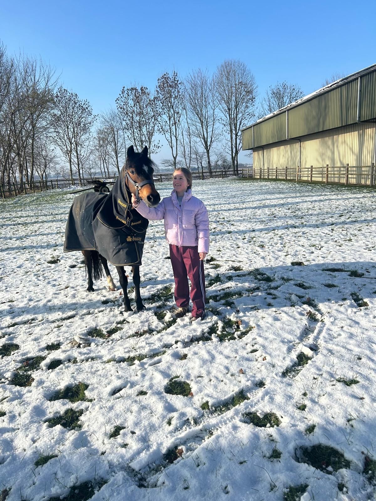 welsh allround-pony merrie 17 år donkerbruin till salu - Foto 2