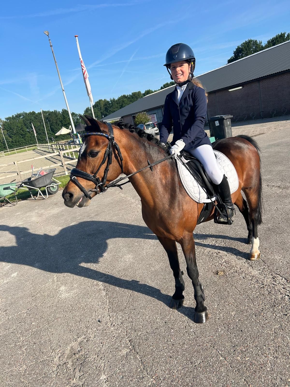 welsh allround-pony merrie 17 år donkerbruin till salu - Foto 5
