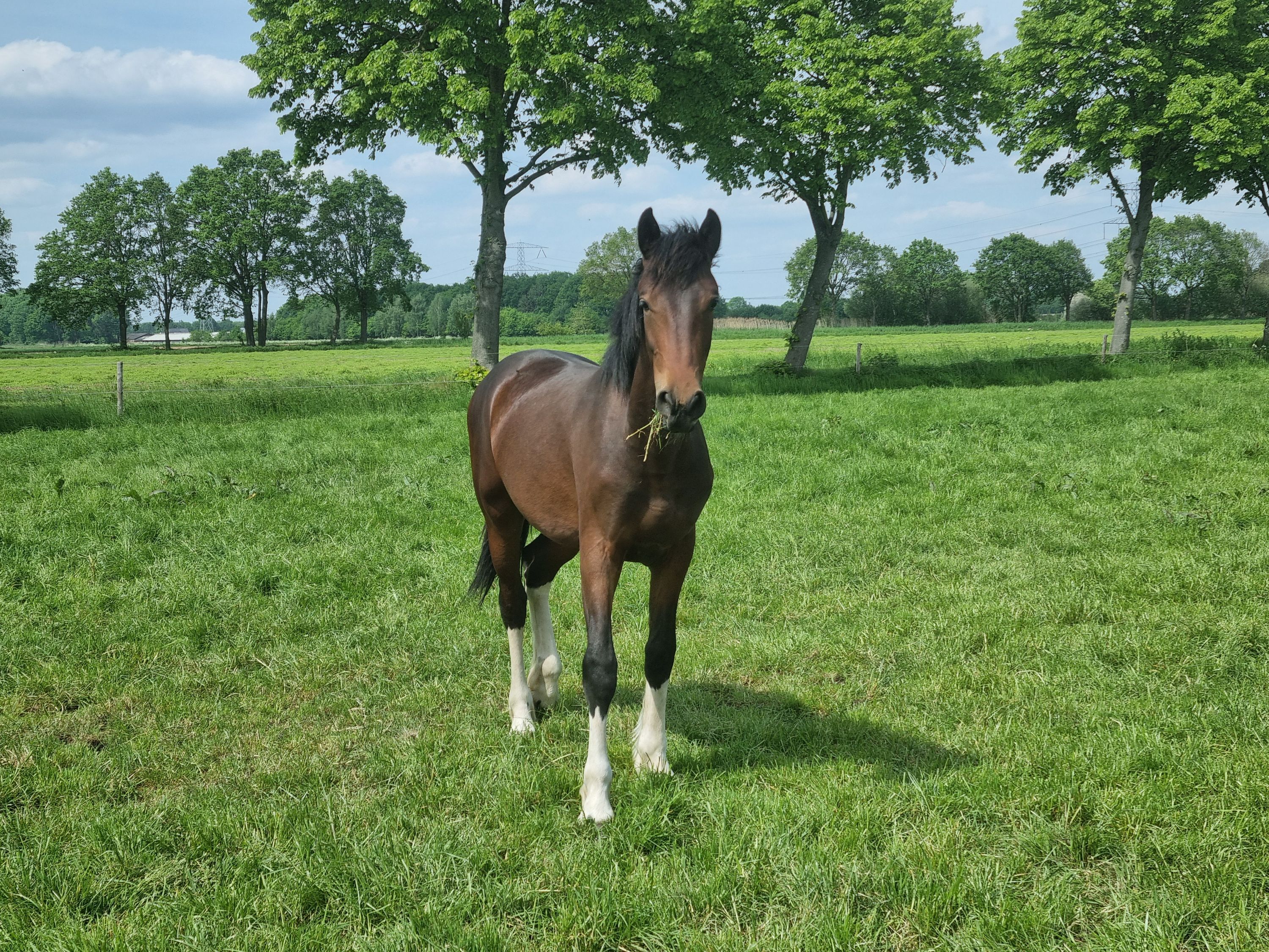 NRPS allrounder Hengst 1 jaar Bruin te koop - Foto 2